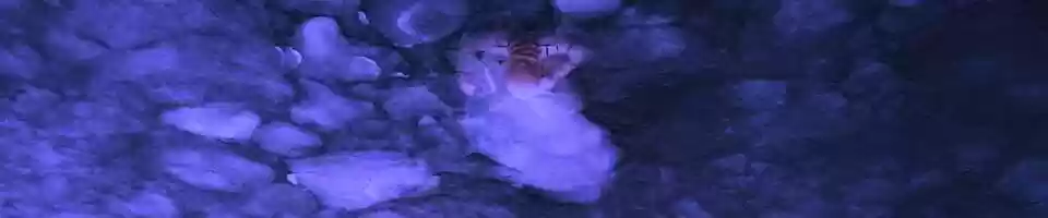 Free download Antibodys Waterflux ICEGUTS video and edit with RedcoolMedia movie maker MovieStudio video editor online and AudioStudio audio editor onlin
