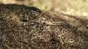 Free download Ant Life Stock Video video and edit with RedcoolMedia movie maker MovieStudio video editor online and AudioStudio audio editor onlin