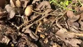 Free download Ant Observation 5 (No Voice) video and edit with RedcoolMedia movie maker MovieStudio video editor online and AudioStudio audio editor onlin
