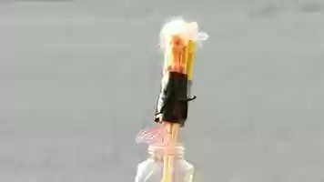 Free download A Perfectly Ordinary Way to Spend Independence Day video and edit with RedcoolMedia movie maker MovieStudio video editor online and AudioStudio audio editor onlin