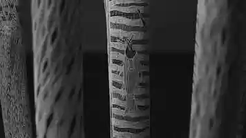 Free download Apple video and edit with RedcoolMedia movie maker MovieStudio video editor online and AudioStudio audio editor onlin