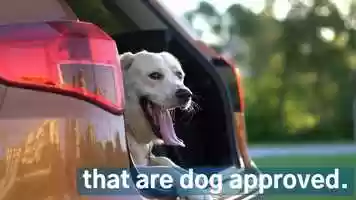 Free download Apple SI Dog Approved video and edit with RedcoolMedia movie maker MovieStudio video editor online and AudioStudio audio editor onlin