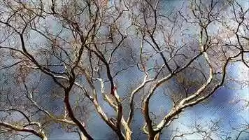 Free download April is a Dogs Dream video and edit with RedcoolMedia movie maker MovieStudio video editor online and AudioStudio audio editor onlin