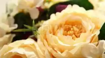 Free download Artificial Flowers Stock Video video and edit with RedcoolMedia movie maker MovieStudio video editor online and AudioStudio audio editor onlin