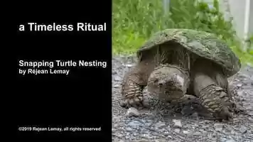 Free download a Timeless Ritual - Snapping Turtle Nesting video and edit with RedcoolMedia movie maker MovieStudio video editor online and AudioStudio audio editor onlin