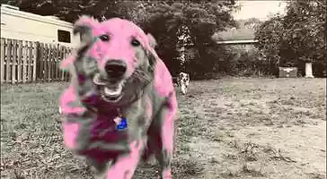 Free download A Weeks Worth of Wagventures Pt. II video and edit with RedcoolMedia movie maker MovieStudio video editor online and AudioStudio audio editor onlin