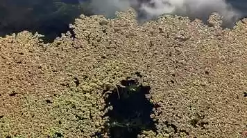 Free download Azolla Close-Up (no voice) video and edit with RedcoolMedia movie maker MovieStudio video editor online and AudioStudio audio editor onlin