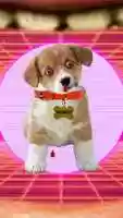 Free download Baby Dog video and edit with RedcoolMedia movie maker MovieStudio video editor online and AudioStudio audio editor onlin