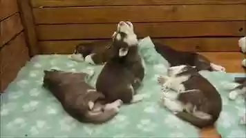 Free download Baby Husky Tries To Howl, But Sounds Like A Star Wars Character video and edit with RedcoolMedia movie maker MovieStudio video editor online and AudioStudio audio editor onlin