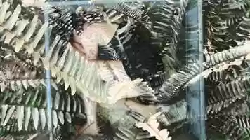 Free download Backyard video and edit with RedcoolMedia movie maker MovieStudio video editor online and AudioStudio audio editor onlin