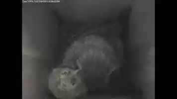 Free download Backyard Screech Owls -  2020-2021 Season video and edit with RedcoolMedia movie maker MovieStudio video editor online and AudioStudio audio editor onlin