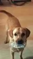 Free download BAJAJ ALLIANZ PET INSURANCE 1/3 Ft. Sahil Shah video and edit with RedcoolMedia movie maker MovieStudio video editor online and AudioStudio audio editor onlin