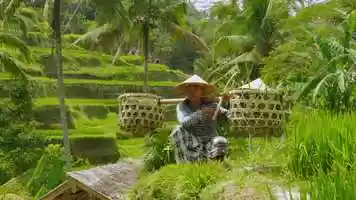 Free download Bali - 2019 video and edit with RedcoolMedia movie maker MovieStudio video editor online and AudioStudio audio editor onlin