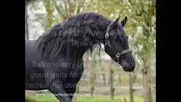 Free download Balko - Friesian stallion for sale sired by Alwin 469 Sport x Tsjalke 397 video and edit with RedcoolMedia movie maker MovieStudio video editor online and AudioStudio audio editor onlin