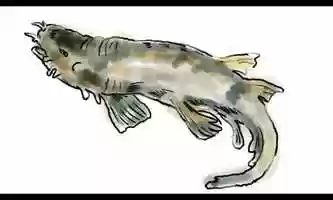 Free download banded houndshark Drawing Time Lapse 2D Animation video and edit with RedcoolMedia movie maker MovieStudio video editor online and AudioStudio audio editor onlin