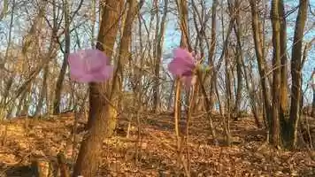 Free download Baram Word/Song Two video and edit with RedcoolMedia movie maker MovieStudio video editor online and AudioStudio audio editor onlin