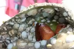 Free download BARRIER ISLAND PARKS SOCIETYS WADING ADVENTURES EDUCATIONAL PROGRAM video and edit with RedcoolMedia movie maker MovieStudio video editor online and AudioStudio audio editor onlin