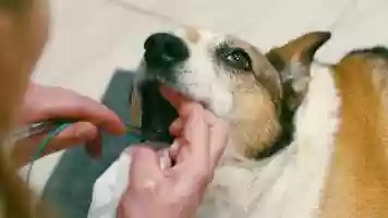 Free download Basic First Aid for Animals: Page 16 video and edit with RedcoolMedia movie maker MovieStudio video editor online and AudioStudio audio editor onlin