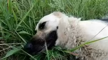 Free download Basic First Aid for Animals: Page 28 (b) video and edit with RedcoolMedia movie maker MovieStudio video editor online and AudioStudio audio editor onlin