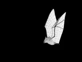 Free download Bat_Flying_01 video and edit with RedcoolMedia movie maker MovieStudio video editor online and AudioStudio audio editor onlin