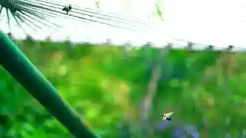 Free download Bee Dance (Original Music  Video) video and edit with RedcoolMedia movie maker MovieStudio video editor online and AudioStudio audio editor onlin