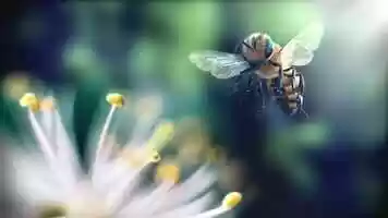 Free download BEE PURE // PREMIUM HONEY video and edit with RedcoolMedia movie maker MovieStudio video editor online and AudioStudio audio editor onlin