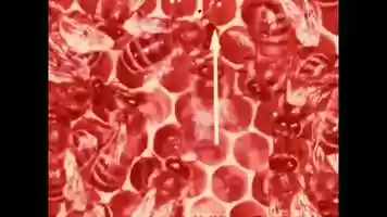 Free download (bees and ears) video and edit with RedcoolMedia movie maker MovieStudio video editor online and AudioStudio audio editor onlin