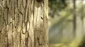 Free download Beetle video and edit with RedcoolMedia movie maker MovieStudio video editor online and AudioStudio audio editor onlin