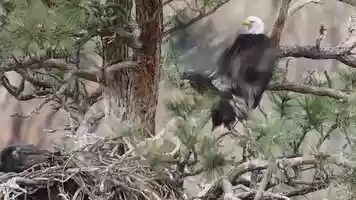 Free download BE JUVENILE FLAP movie (1 of 1) video and edit with RedcoolMedia movie maker MovieStudio video editor online and AudioStudio audio editor onlin