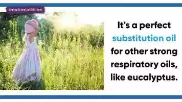 Free download Benefits of Diffusing Cedarwood​​ Essential Oil for Aromatherapy video and edit with RedcoolMedia movie maker MovieStudio video editor online and AudioStudio audio editor onlin