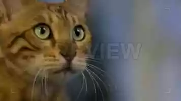 Free download Bengal Cat Stock Video video and edit with RedcoolMedia movie maker MovieStudio video editor online and AudioStudio audio editor onlin