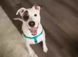 Free download Benji video and edit with RedcoolMedia movie maker MovieStudio video editor online and AudioStudio audio editor onlin