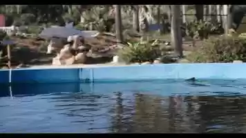 Free download Bernie The Dolphin 2 EPK Feature video and edit with RedcoolMedia movie maker MovieStudio video editor online and AudioStudio audio editor onlin