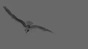 Free download Bird Animation Glide (Static) video and edit with RedcoolMedia movie maker MovieStudio video editor online and AudioStudio audio editor onlin