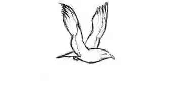 Free download bird animation pencil test video and edit with RedcoolMedia movie maker MovieStudio video editor online and AudioStudio audio editor onlin