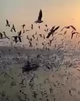 Free download Birdfest on the river in New Delhi, India (NEM) video and edit with RedcoolMedia movie maker MovieStudio video editor online and AudioStudio audio editor onlin