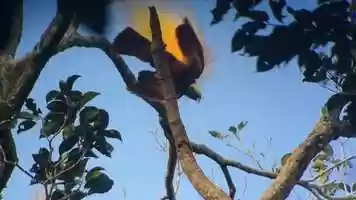 Free download Birds-of-paradise flashback video and edit with RedcoolMedia movie maker MovieStudio video editor online and AudioStudio audio editor onlin