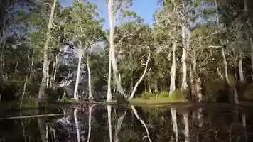 Free download Birds of Paradise_trailer_ENG video and edit with RedcoolMedia movie maker MovieStudio video editor online and AudioStudio audio editor onlin