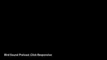 Free download Bird Sound: Click Responsive video and edit with RedcoolMedia movie maker MovieStudio video editor online and AudioStudio audio editor onlin