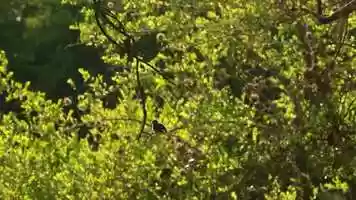 Free download Birdwatching CERRO COLORADO video and edit with RedcoolMedia movie maker MovieStudio video editor online and AudioStudio audio editor onlin