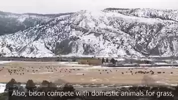 Free download Bison cull program in Yellowstone video and edit with RedcoolMedia movie maker MovieStudio video editor online and AudioStudio audio editor onlin