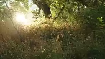 Free download BlackMagic Pocket Cinema Camera 6k Test Footage video and edit with RedcoolMedia movie maker MovieStudio video editor online and AudioStudio audio editor onlin