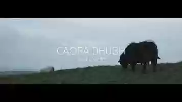 Free download Black Sheep video and edit with RedcoolMedia movie maker MovieStudio video editor online and AudioStudio audio editor onlin