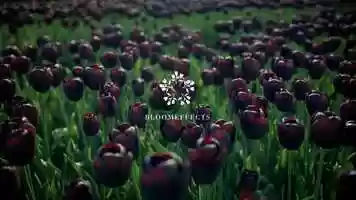 Free download Bloom effects - Science video - V6 video and edit with RedcoolMedia movie maker MovieStudio video editor online and AudioStudio audio editor onlin