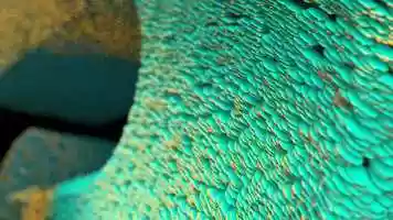 Free download Blowing Leaves Logo Animation video and edit with RedcoolMedia movie maker MovieStudio video editor online and AudioStudio audio editor onlin