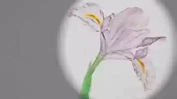 Free download Blue Garden-Hana - Flower video and edit with RedcoolMedia movie maker MovieStudio video editor online and AudioStudio audio editor onlin