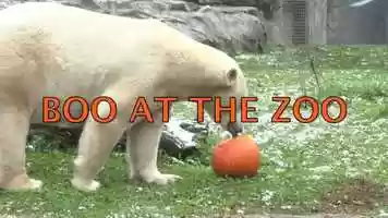 Free download Boo At The Zoo video and edit with RedcoolMedia movie maker MovieStudio video editor online and AudioStudio audio editor onlin