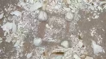 Free download Bread typography animation video and edit with RedcoolMedia movie maker MovieStudio video editor online and AudioStudio audio editor onlin