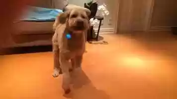 Free download Bruces pupper Lola has learnt to dance! video and edit with RedcoolMedia movie maker MovieStudio video editor online and AudioStudio audio editor onlin