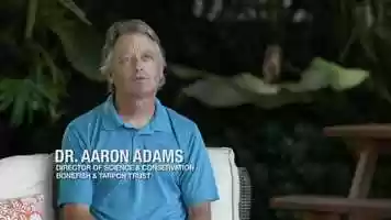 Free download BTT Conservation Minute: Florida Keys Bonefish Spawning Research video and edit with RedcoolMedia movie maker MovieStudio video editor online and AudioStudio audio editor onlin